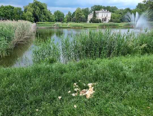 Nie karm ptaków chlebem – apel do mieszkańców