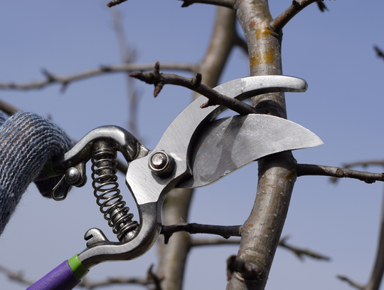 Nie spalaj liści i gałęzi