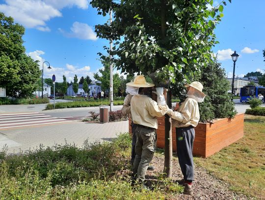 Nietypowa "eksmisja" w centrum Piaseczna