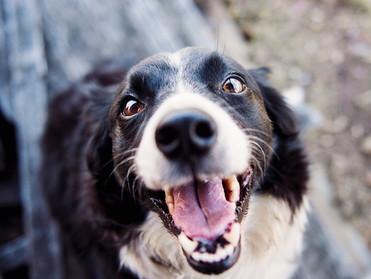 Nowa umowa na opiekę nad bezdomnymi zwierzętami w Konstancinie-Jeziornie Nowa umowa na opiekę nad bezdomnymi zwierzętami w Konstancinie-Jeziornie