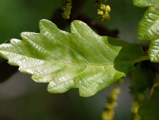 Nowe pomniki przyrody