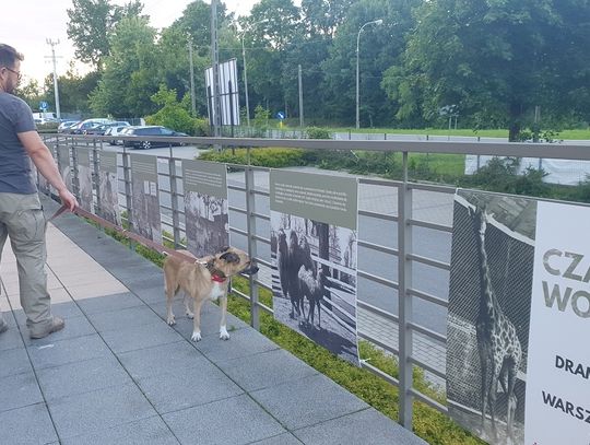 Piaseczno. Wystawa o tragicznych losach zwierząt okupowanej Warszawy