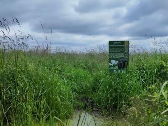 Pierwszy taki park w Polsce ma powstać na Łąkach Oborskich