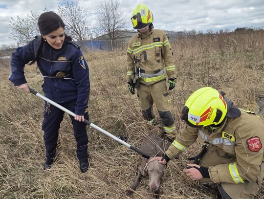 Pies w pułapce. Szczęśliwy finał w Łubnej