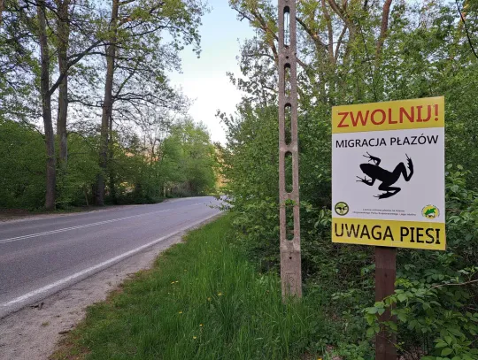 Płazy mają pierwszeństwo w Żabieńcu Płazy mają pierwszeństwo w Żabieńcu