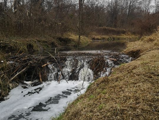 Perełka bliska wylania. Winne są bobry!