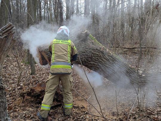 Podpalenia w rezerwacie - strażacy ostrzegają przed skutkami
