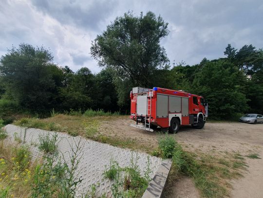 Policja szuka właściciela martwych psów