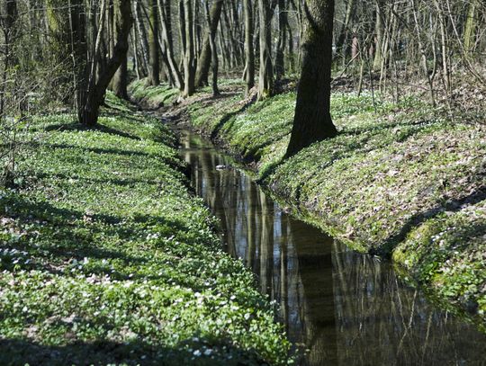 Prace porządkowe w użytku Adamów‑Zalesie. Leśnicy usuwają niebezpieczne drzewa