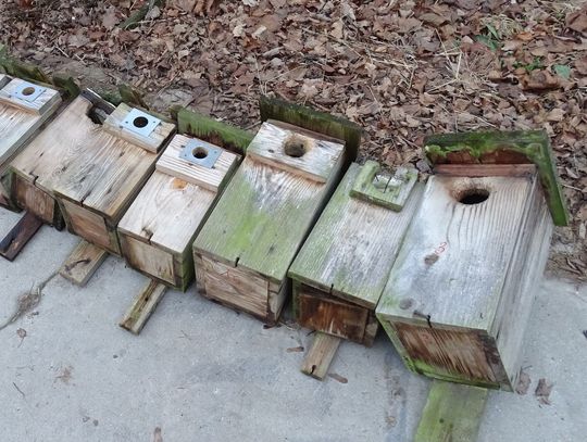 Przegląd budek lęgowych w parkach