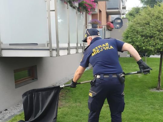 Ranna kawka uratowana przez Straż Miejską w Górze Kalwarii
