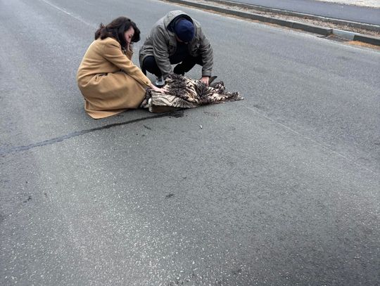 Ranna sarna uratowana dzięki szybkiej reakcji kierowców Ranna sarna uratowana dzięki szybkiej reakcji kierowców