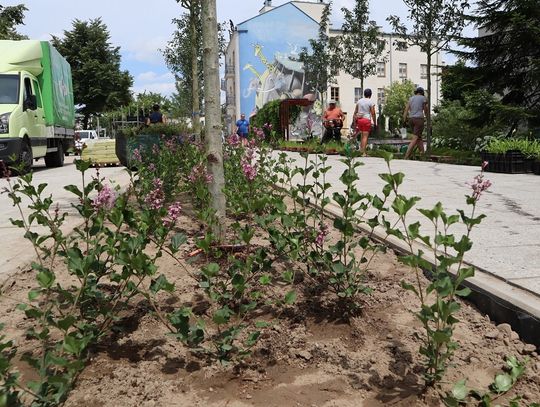 Piaseczno. Remont Puławskiej i Kościuszki. Trwają nasadzenia