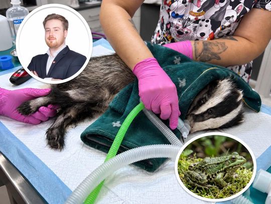 Ropucha, borsuk i skarga radnego. Sprawa pomocy zwierzętom w Konstancinie-Jeziornie