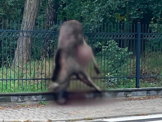 „Ryczeć mi się chce”. Kolejny łoś zginął na płocie w Konstancinie