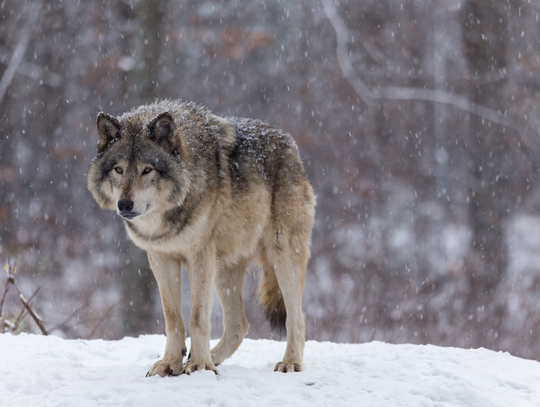 Samotny wilk zaobserwowany w okolicach Tarczyna. Leśnicy apelują o spokój