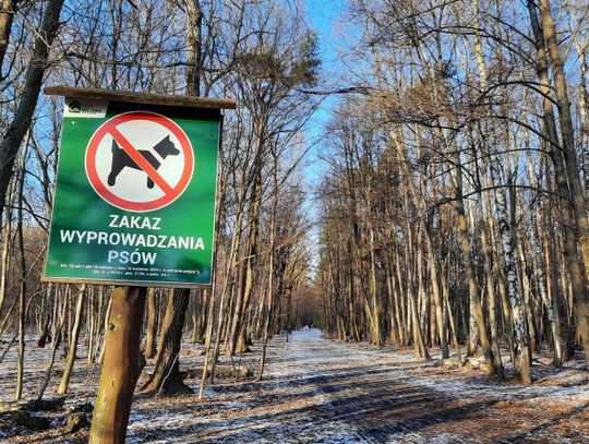 Sarny z Lasu Kabackiego ofiarami psów i ludzi