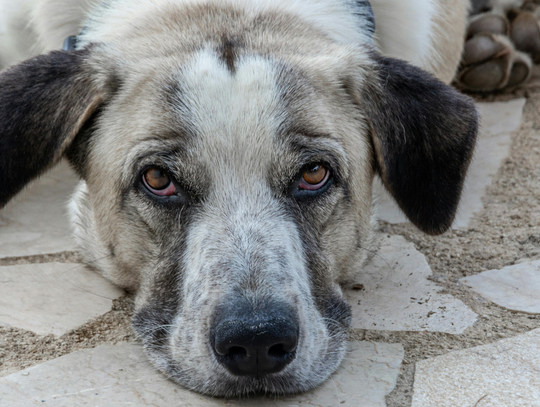 Schronisko w Wągrodnie kończy działalność