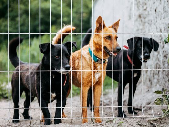 Sernik, Oreo, Kremówka, Karmelek. Wolontariusze przejdą pół tysiąca kilometrów, żeby znaleźć im domy