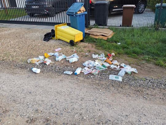 Śmieci zalegają, dziki rozrywają worki. Mieszkańcy Mrokowa alarmują