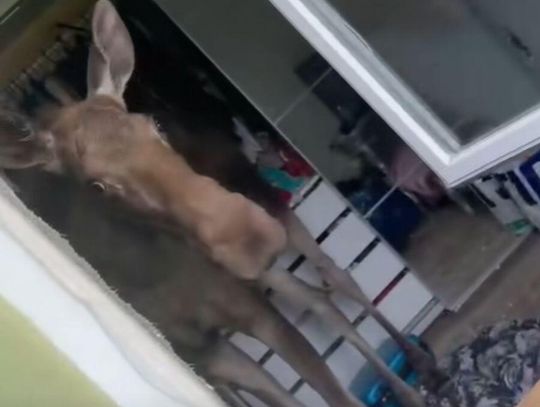 Spłoszony łoś wpadł przez okno do domu w Wólce Kozodawskiej pod Piasecznem.