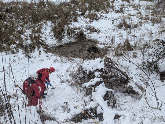 Strażacy uratowali dzika z lodowatej pułapki