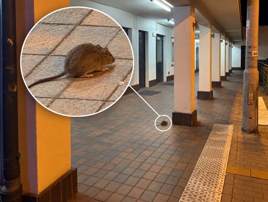 Szczury na stacji PKP w Piasecznie zaniepokoiły mieszkańców. Do naszej redakcji trafiło już kilka zgłoszeń w tej sprawie. O wyjaśnienia zwróciliśmy się do PKP Polskich Linii Kolejowych.