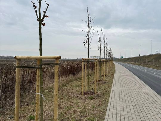 Szpaler drzew przy ekspresówce Szpaler drzew przy ekspresówce