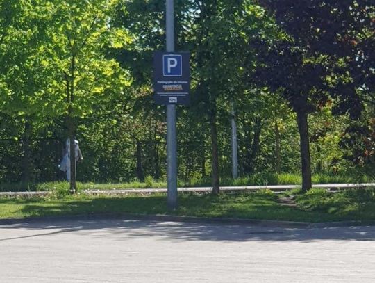 Udawała drzewo po kradzieży Udawała drzewo po kradzieży
