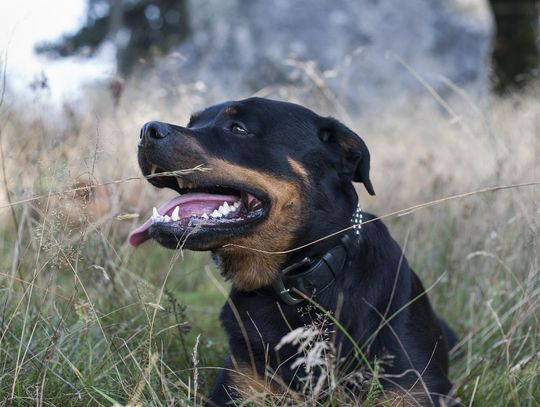 Uwaga! Agresywny rottweiler atakuje