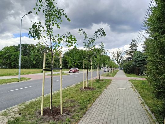 W Prażmowie posadzono 25 nowych drzew