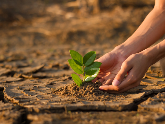 W sobotę wspólnie posiadzimy drzewa