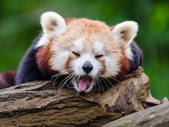 Warszawskie ZOO wybiera Zwierzaka Roku 2025. Trwa finałowy plebiscyt