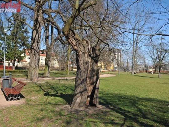 Wycinki nie planujemy