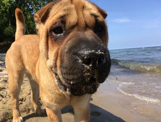 Zaginął pies rasy Shar pei