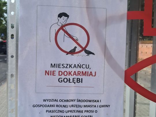 Zakaz karmienia gołębi?