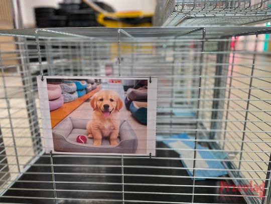 Zakupy z psem? W Piasecznie pojawiły się specjalne wózki