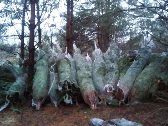 Zawinięte w plastik choinki porzucone w lesie