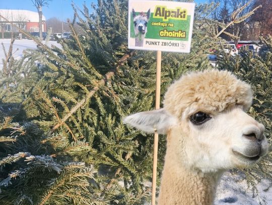 Zbiórka choinek dla alpak przedłużona