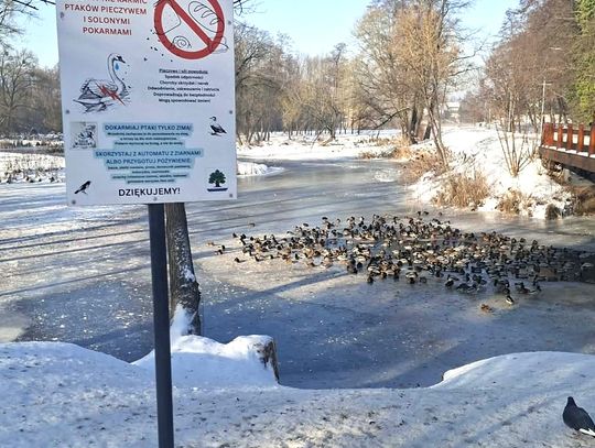Zimą ptaki potrzebują pomocy. Jak dokarmiać je odpowiedzialnie