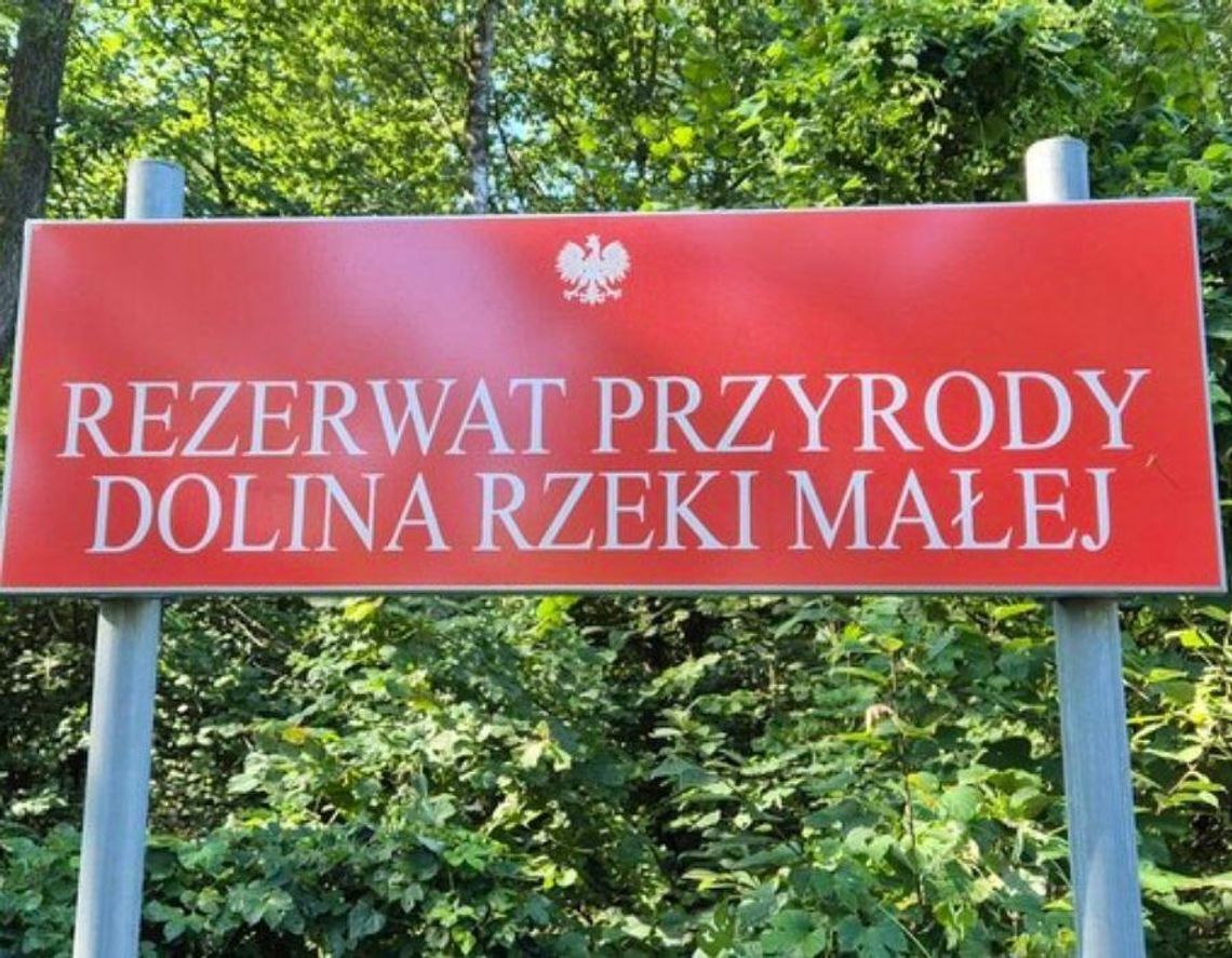 Bagna, bobry i rzadkie gatunki. Nowy rezerwat pod Piasecznem Bagna, bobry i rzadkie gatunki. Nowy rezerwat pod Piasecznem