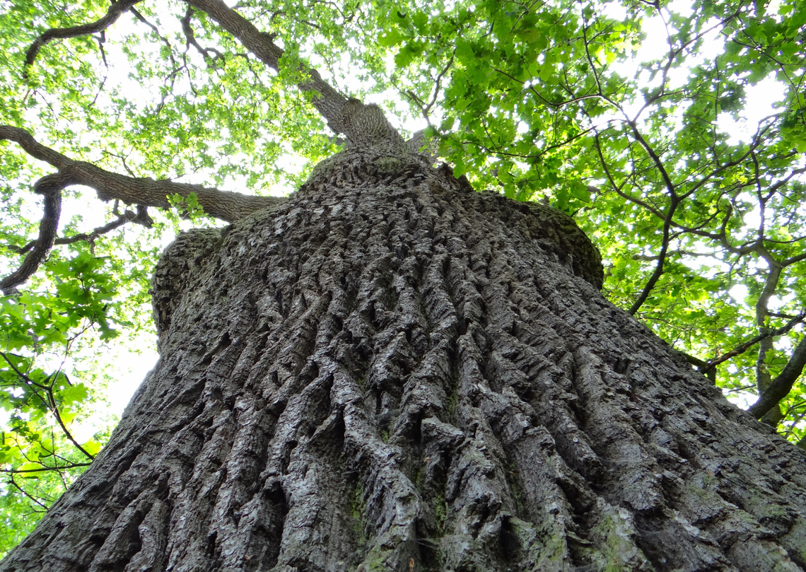 Będzie nowy pomnik przyrody?