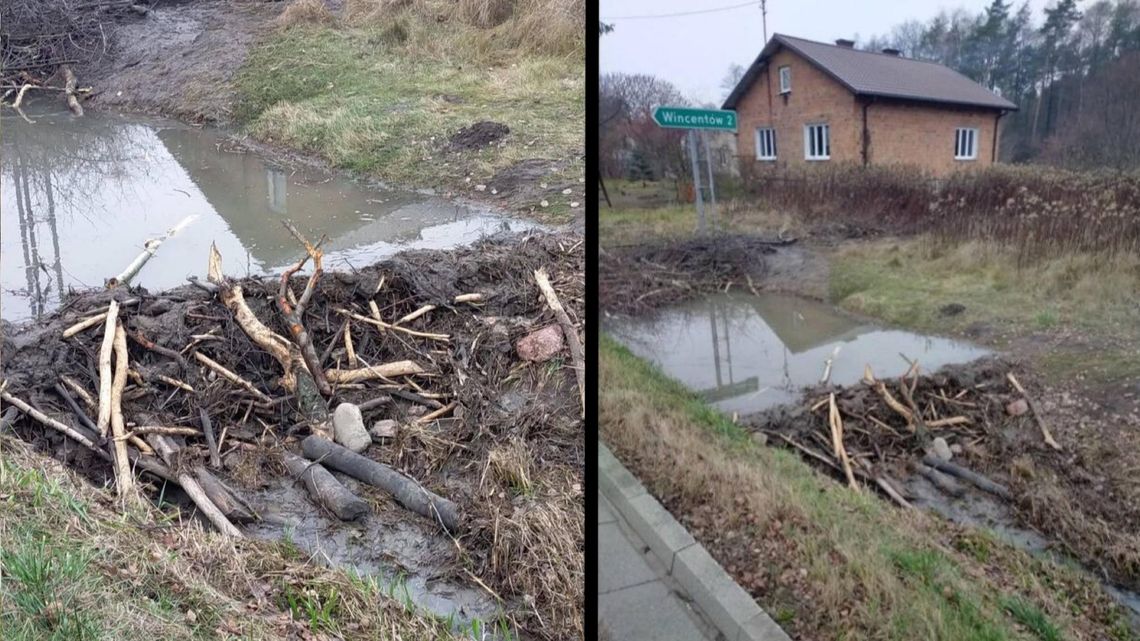 Bóbr zbudował tamę przy drodze krajowej – służby interweniowały w Dębówce