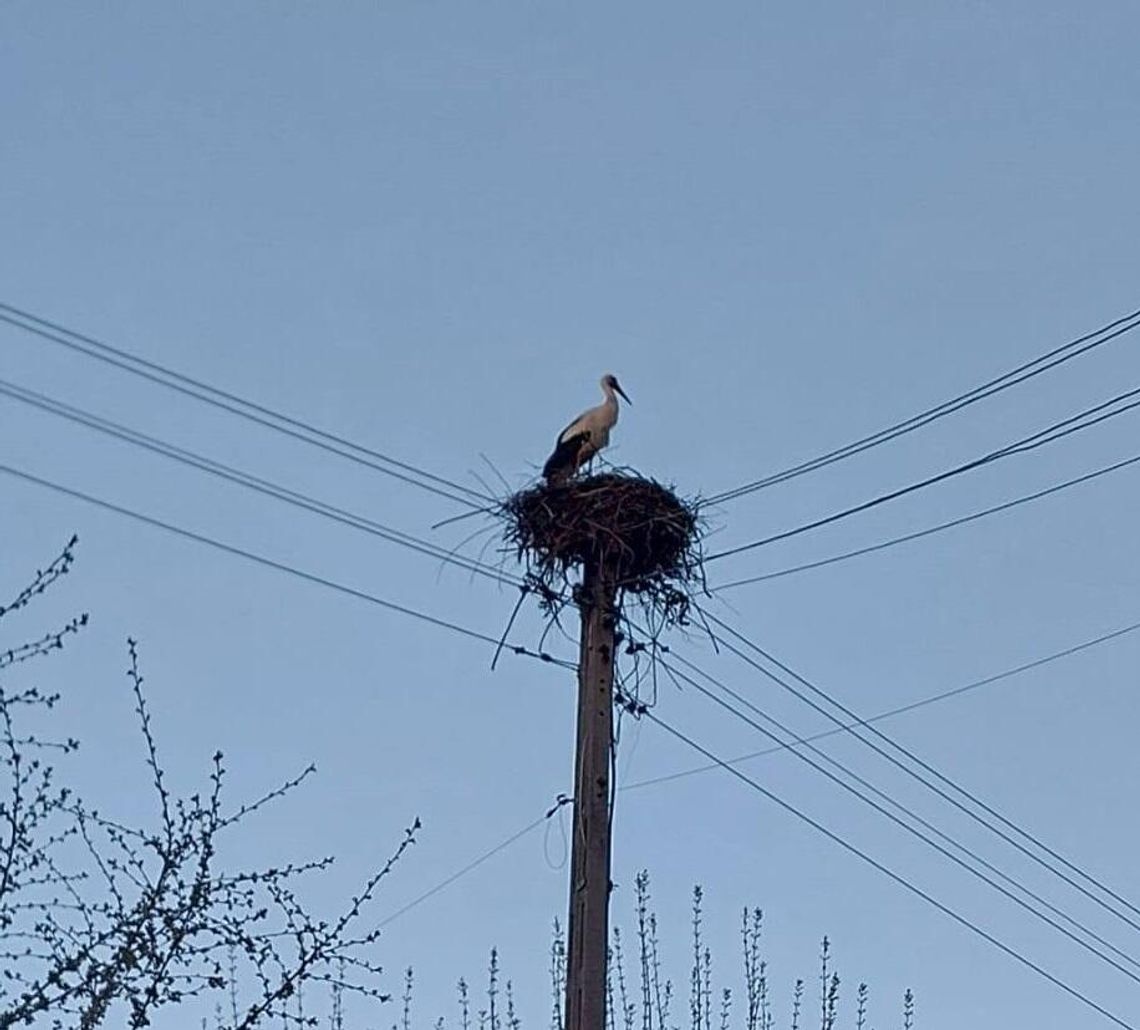 Bocian wrócił do Habdzina. Wiosna rozgościła się na dobre