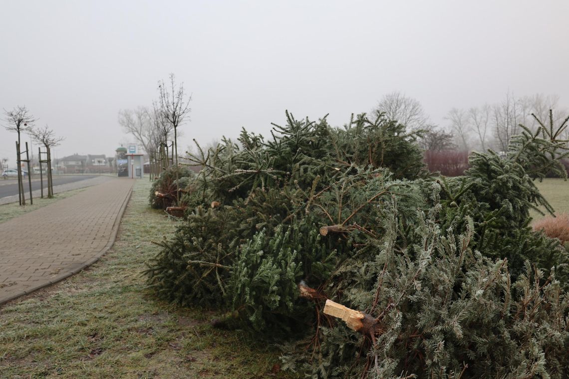 Choinki dla alpak w gminie Lesznowola Choinki dla alpak w gminie Lesznowola