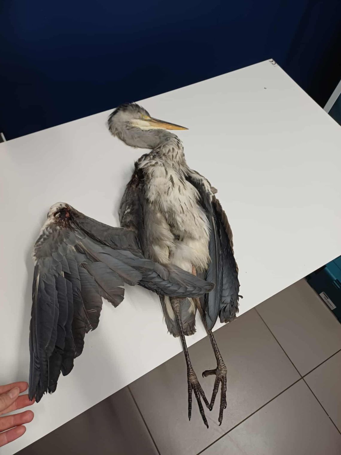 Czapla trafiła na rehabilitację