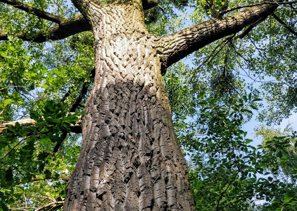 Dąb w Kawęczynie pomnikiem przyrody