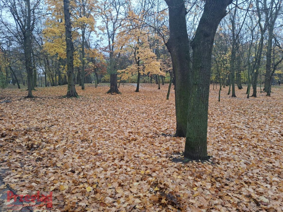 Deszczowe i chłodne dni w Piasecznie — prognoza na nadchodzący tydzień Deszczowe i chłodne dni w Piasecznie — prognoza na nadchodzący tydzień