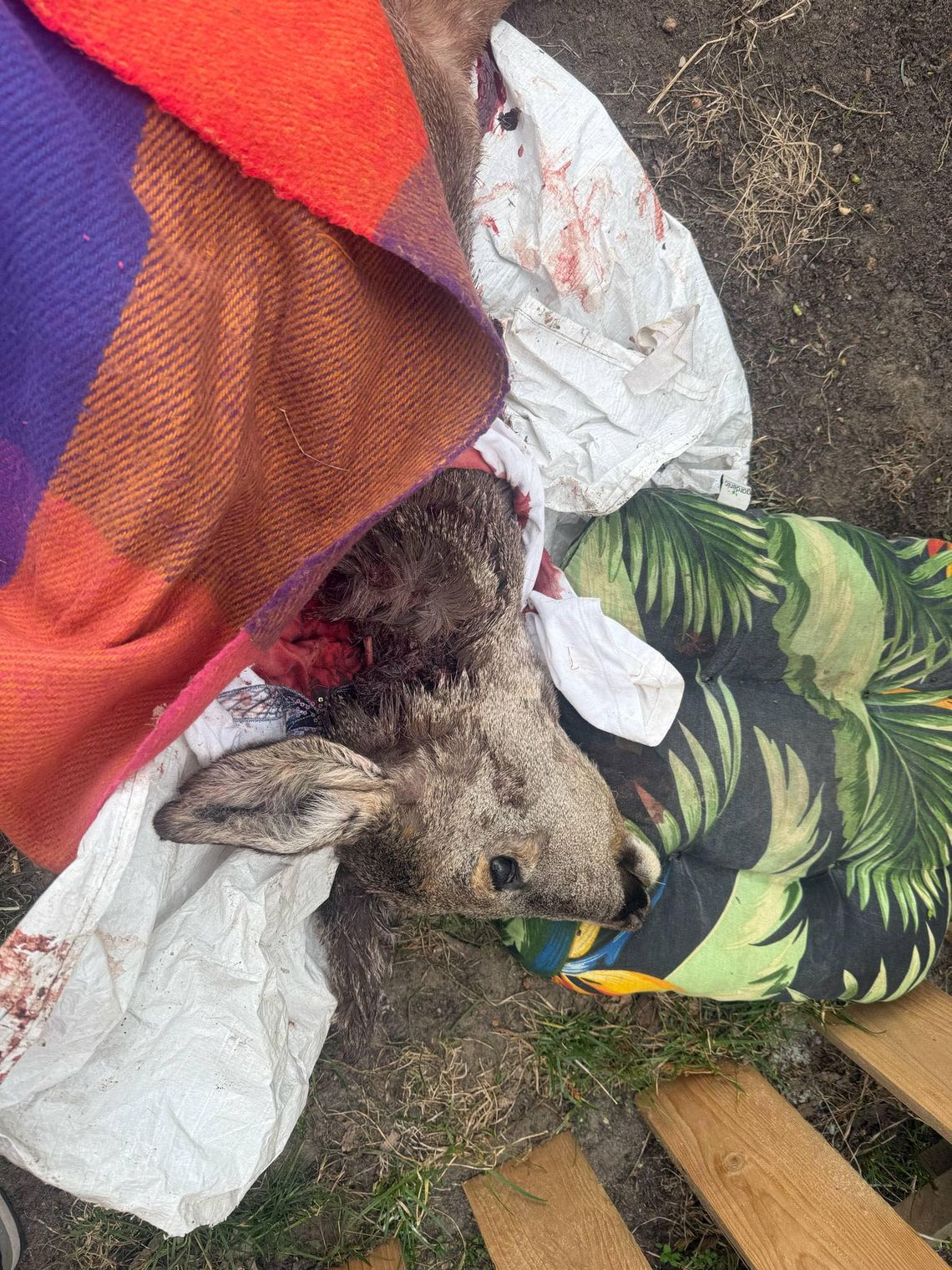 Dramatyczna akcja. Zwierzę nie przeżyło Dramatyczna akcja. Zwierzę nie przeżyło