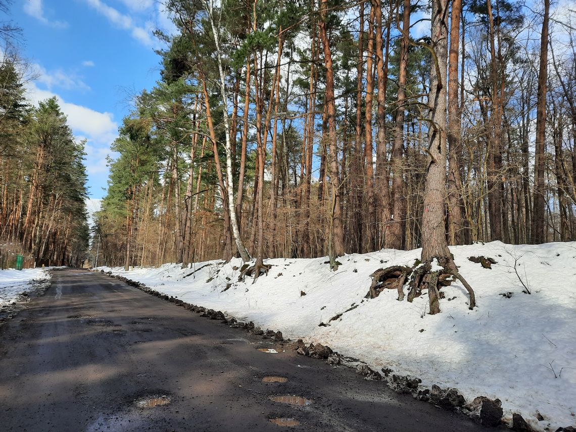 Droga kosztem setek drzew